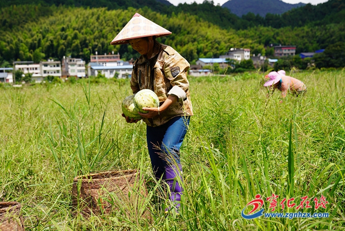 濟村鄉：果蔬喜迎豐收 臺商助力鄉村振興