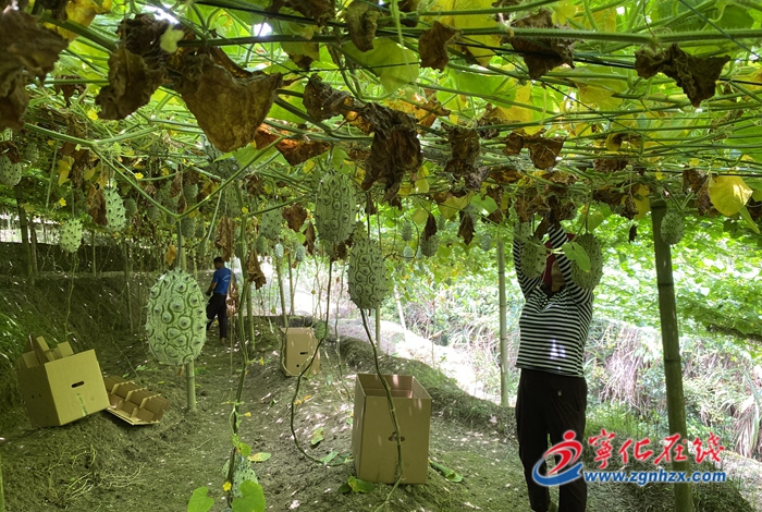 河龍鄉：特色水果助力鄉村振興