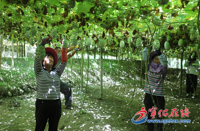 寧化：火參果產(chǎn)業(yè)助力鄉(xiāng)村振興