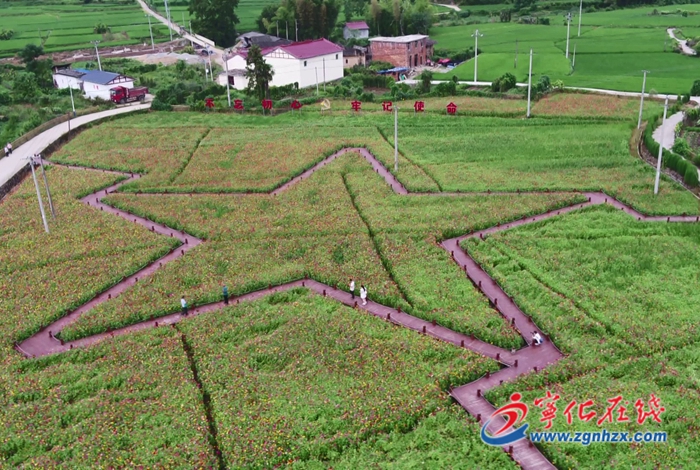 濟(jì)村鄉(xiāng)武層村:鮮花扮靚鄉(xiāng)村“顏值”
