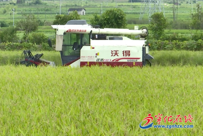 湖村鎮(zhèn)：雜交水稻制種進(jìn)入收割期