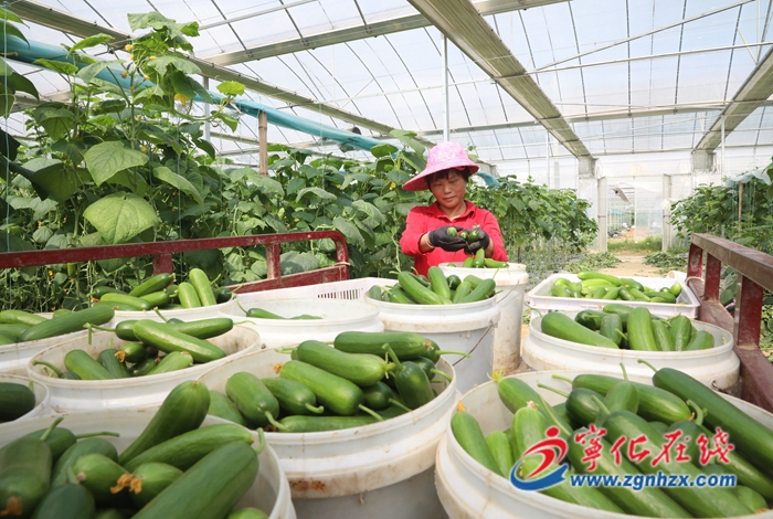 寧化：大棚小黃瓜喜獲豐收