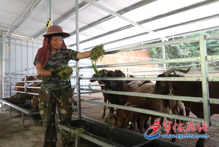 寧化:優(yōu)質(zhì)種羊繁育基地初具規(guī)模