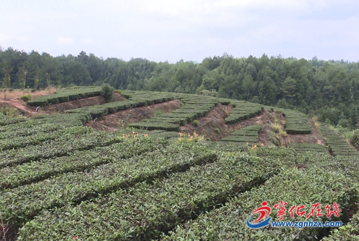 中沙鄉:“肥”助秋茶增產