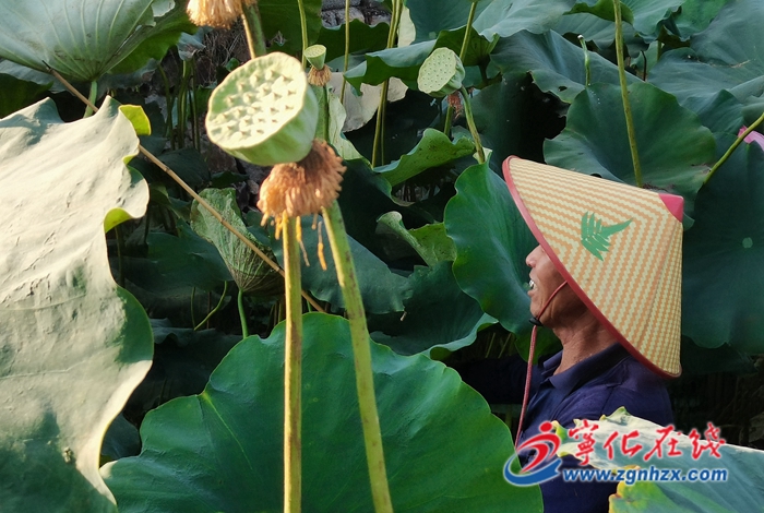 淮土鎮(zhèn)：500畝白蓮豐收，助力鄉(xiāng)村振興