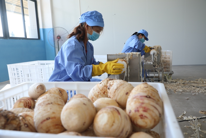 寧化：惠農(nóng)達(dá)食品加工項(xiàng)目進(jìn)入試生產(chǎn)