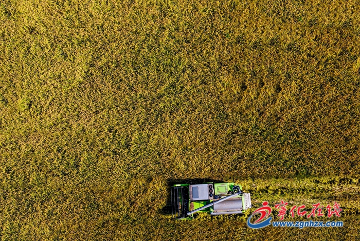 寧化：6萬余畝河龍貢米開鐮收割