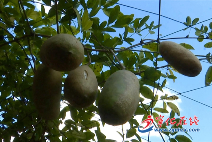 寧化城南鎮(zhèn):八月瓜“炸開”致富路