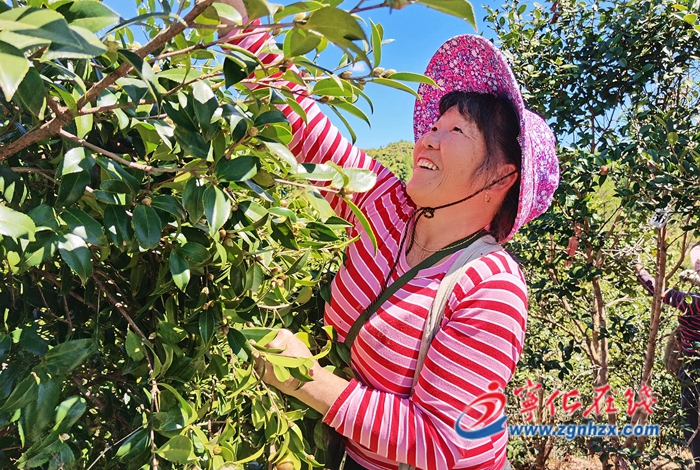 寧化淮土:油茶果成致富果 金秋成熟采收忙