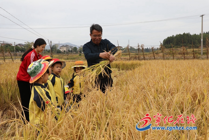 寧化：客家娃割稻體驗農耕文化