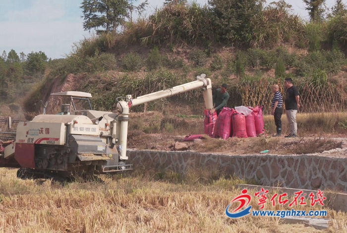 寧化:舉辦水稻覆生物降解地膜種植測產現場會