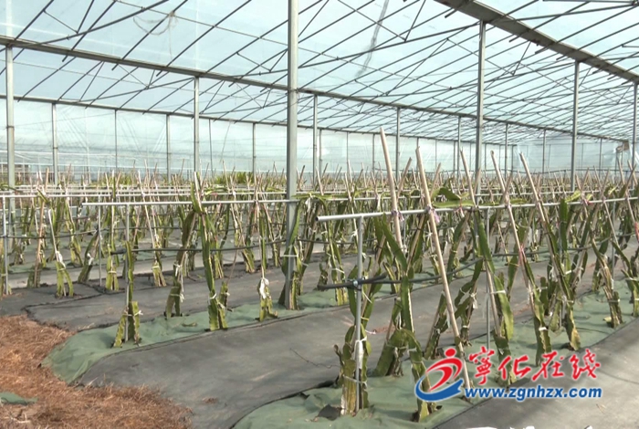 鄉村振興再出發|石壁鎮：兩岸現代農業融合發展 招商引資助力鄉村振興