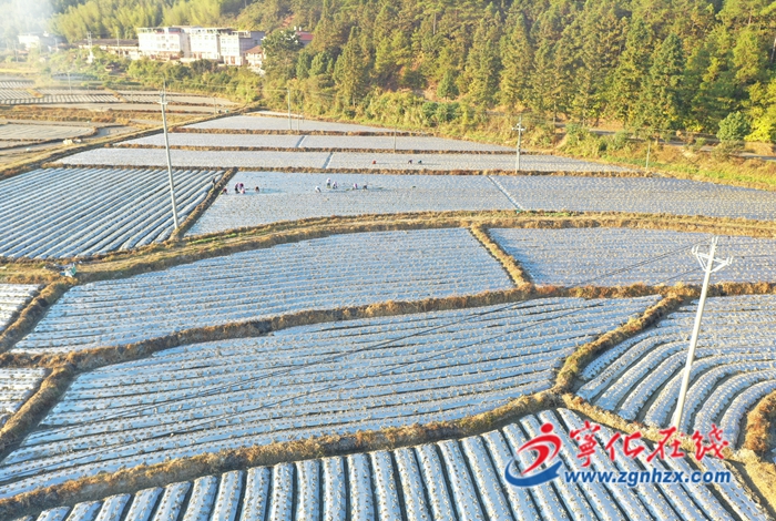 寧化安遠：試種紫甘藍 增添鄉村振興新能量