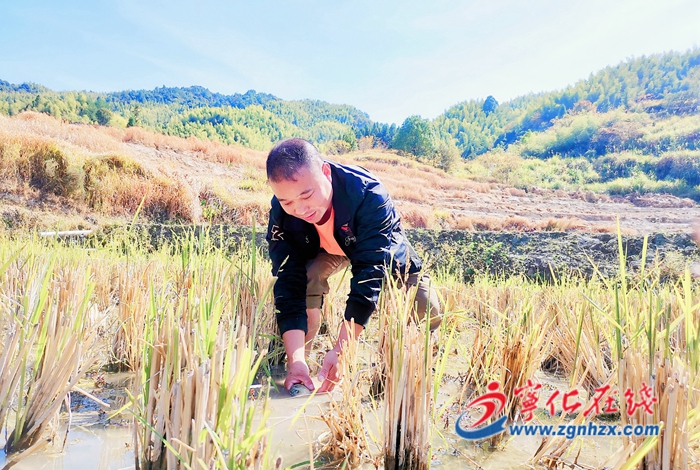 寧化：畬鄉增收后勁足