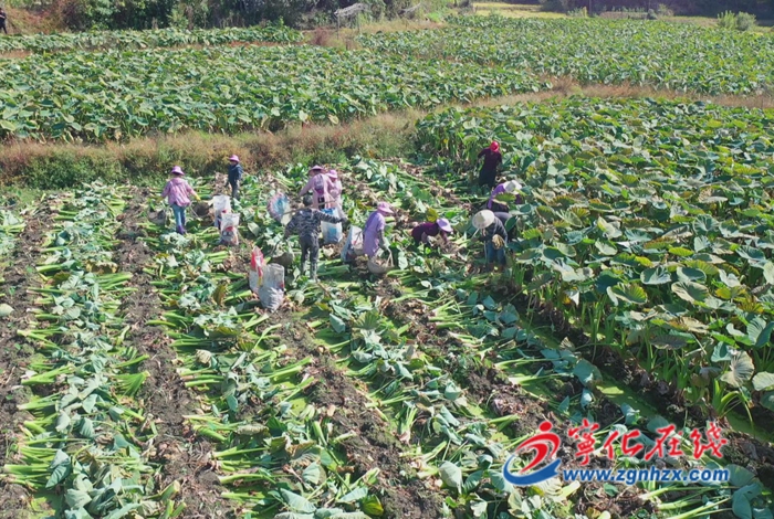 聚焦“三提三效” 聚力真抓實干|安遠鎮(zhèn):萬畝檳榔芋喜獲豐收 農(nóng)戶田間采收忙