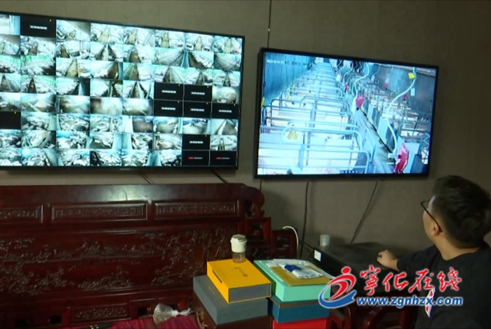 聚焦“三提三效” 聚力真抓實干|湖村鎮:智能化養豬場 打造宜“豬”產業