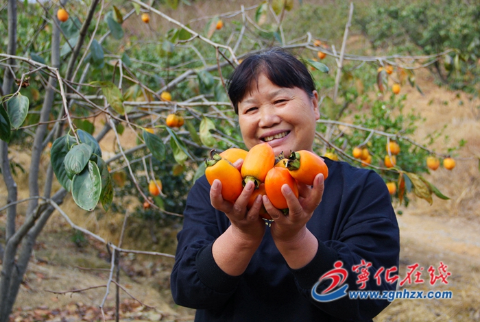 寧化湖村：果樹變身“搖錢樹” 托起村民致富夢