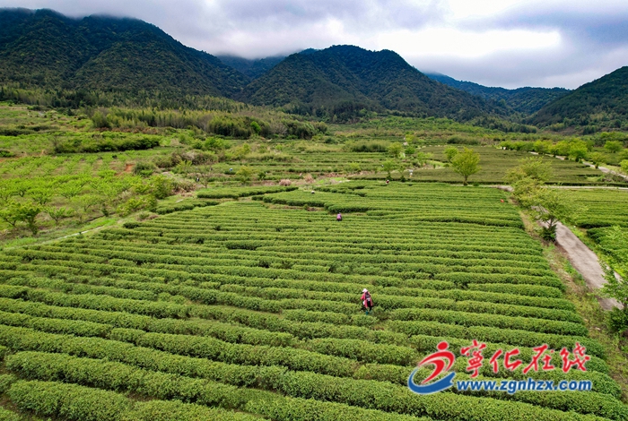 聚焦“三提三效” 聚力真抓實干|寧化：穩(wěn)定農(nóng)業(yè)生產(chǎn) 聚力提升農(nóng)業(yè)附加值