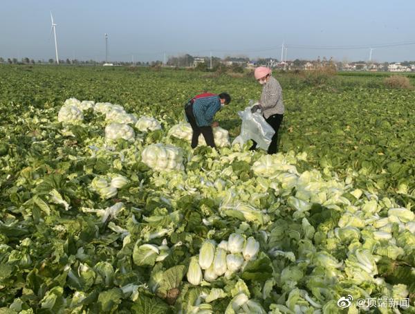 農(nóng)業(yè)農(nóng)村部組織大型農(nóng)產(chǎn)品批發(fā)市場與河南滯銷蔬菜產(chǎn)地對接