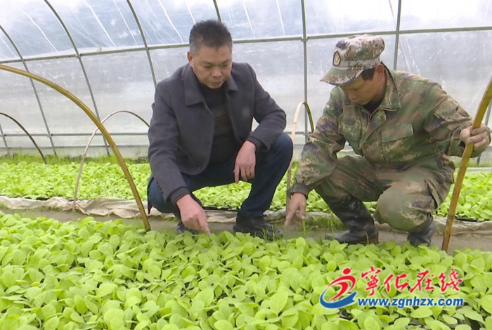 湖村鎮：打好防寒防凍保衛戰