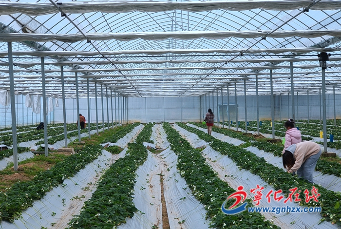 寧化城郊：草莓迎豐收 農(nóng)戶樂(lè)開(kāi)懷