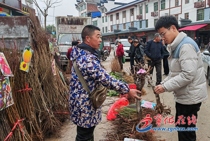 寧化:人勤春早 苗木俏銷