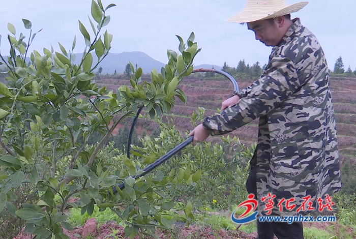 寧化:農(nóng)技人員一線支招 做好農(nóng)業(yè)防寒防凍