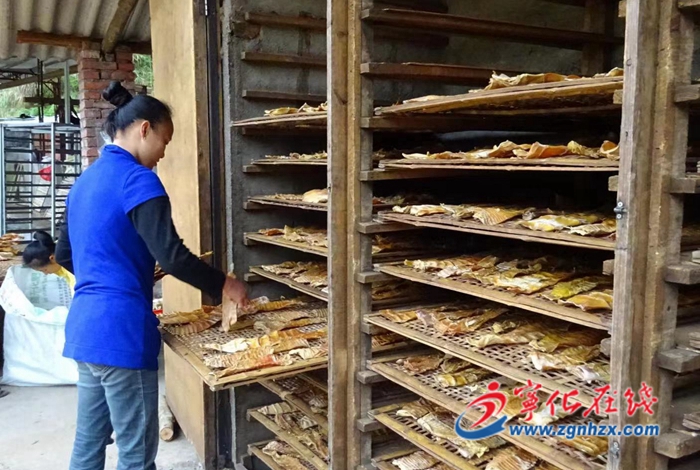 寧化安樂：“黨建+”鼓起竹農(nóng)錢袋子