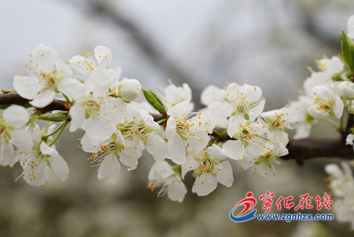 寧化：千畝李花盛開(kāi) 華僑農(nóng)場(chǎng)花果經(jīng)濟(jì)可期