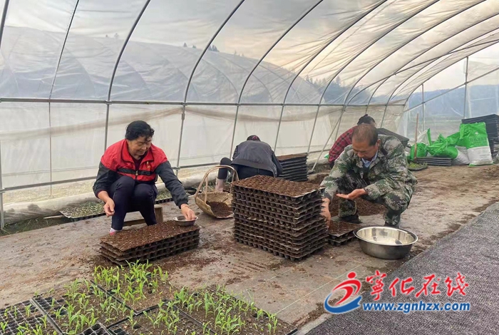 寧化安田生態農業:發展特色農業 助農致富增收