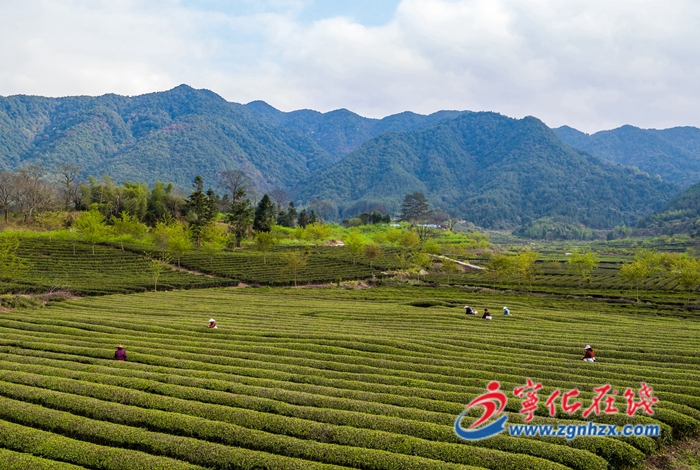 寧化:暖風和煦三月天 春茶采摘正當時