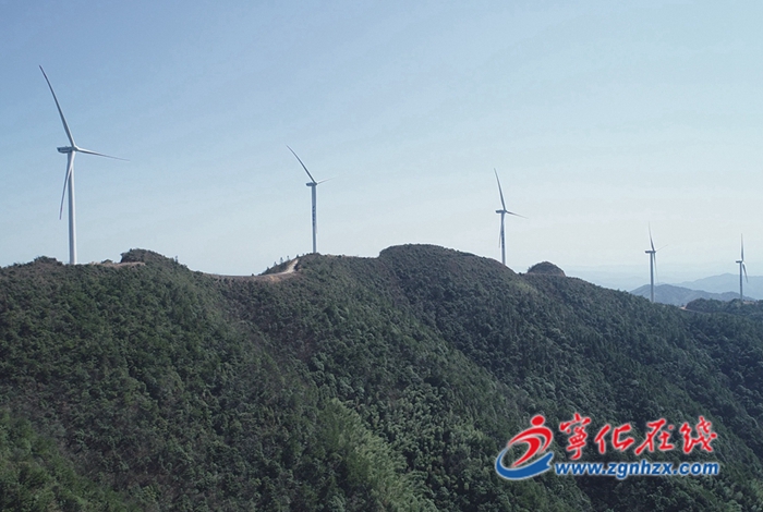 寧化:畬鄉野生高山茶成致富“黃金葉”