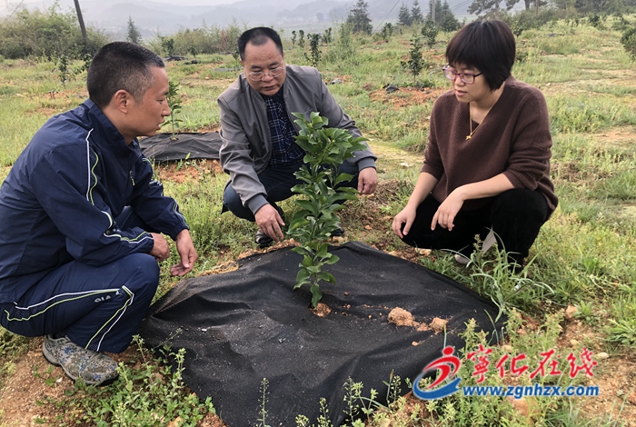 淮土鎮：服務春耕備耕 確保穩產增長