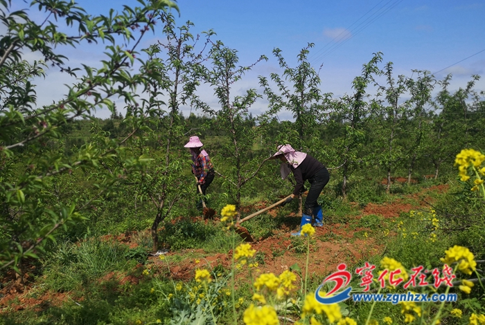 寧化：百畝落葉果樹(shù)新品種試驗(yàn)示范基地掛果