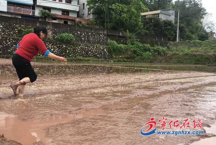 寧化縣淮土鎮：全力抓好早稻生產，保障春耕備耕