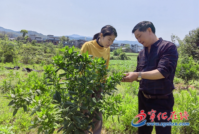 寧化淮土鎮:春滿橙鄉 臍橙園里備耕忙