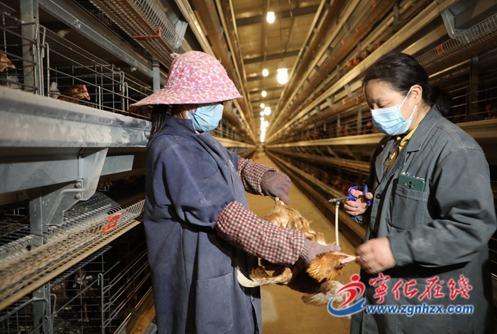 寧化中沙：科學(xué)養(yǎng)雞促增收