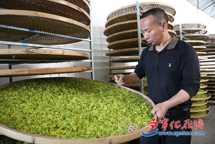 寧化:好山好水出好茶