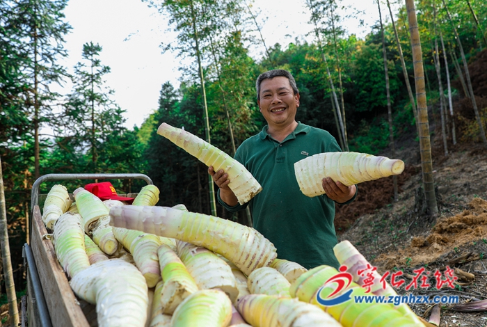 寧化安樂鎮：竹林里的致富“小火車”