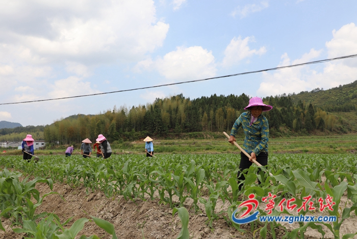寧化濟村:科學種植甜玉米