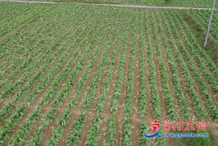 寧化：冰雹突襲后，迅速展開恢復工作