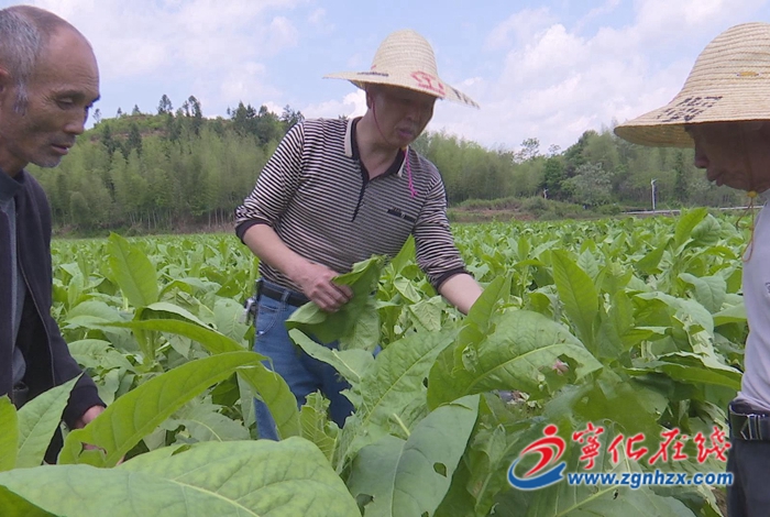 中沙鄉(xiāng)：全力開展災(zāi)后生產(chǎn)自救 筑牢減災(zāi)防線