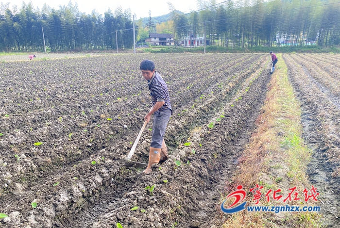 寧化安遠：檳榔芋種植前景喜人