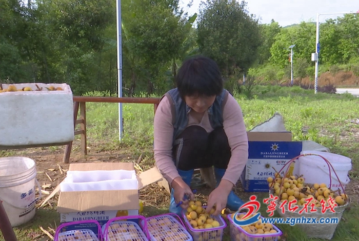 寧化湖村鎮：發展茶葉產業 振興富農產業