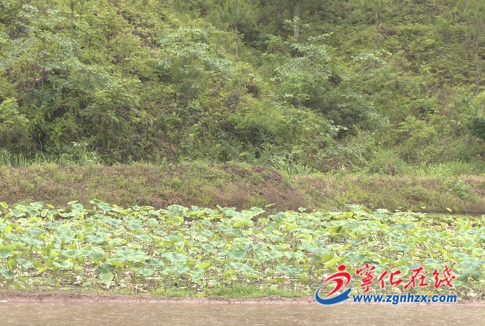 寧化淮土：“一村一品”賦能鄉(xiāng)村振興