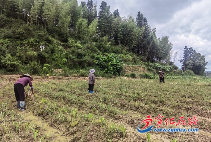 淮土鎮(zhèn):播種薏米8000畝