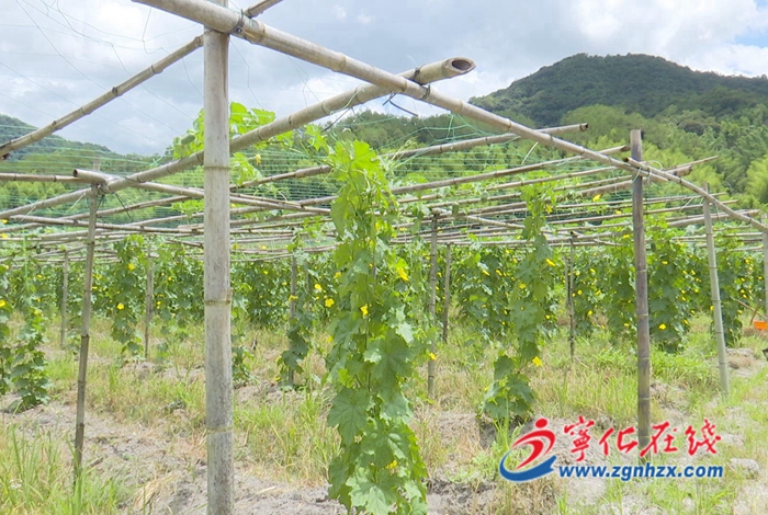 寧化：新品種臺(tái)灣蘋(píng)果絲瓜喜獲豐收  農(nóng)民增收有新路