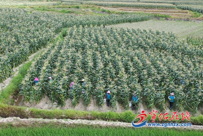 寧化安遠鎮:甜玉米種出甜蜜新生活