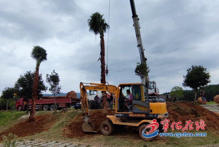 寧化：愛心人士向湖村鎮捐贈18顆大樹