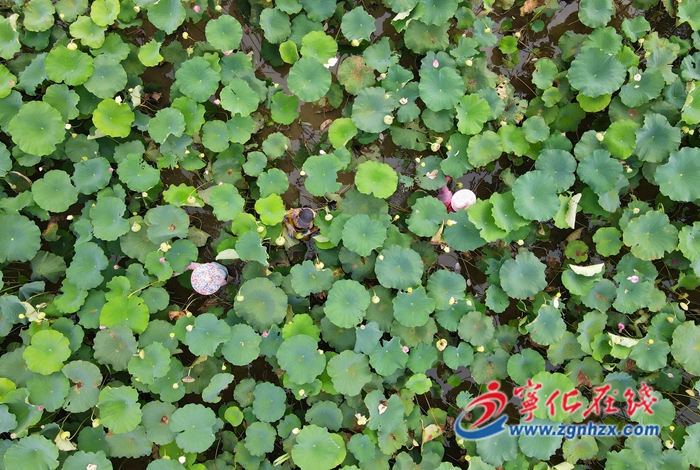 寧化城郊鎮：蓮花盛開采蓮忙